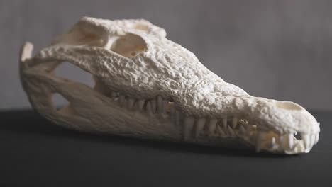 nile crocodile skull with intricate patterns in the bone and many sharp teeth