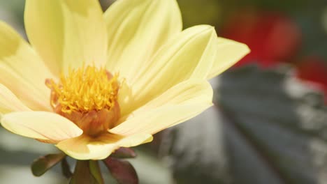 a macro shot of a yellow flower with yellow petals and orange center, slowly panning across in bright natural daylight with soft background blur
