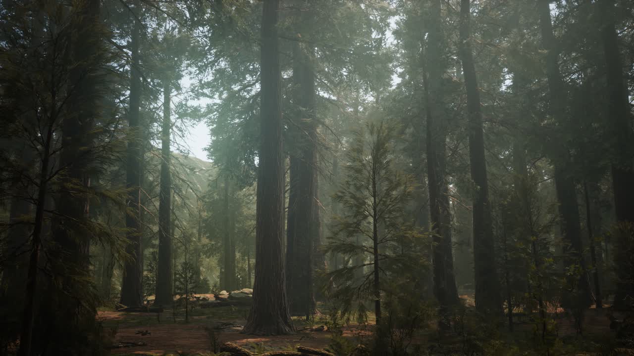 Sunset on the Giant Forest, Sequoia National Park, California