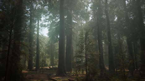 sunset on the giant forest, sequoia national park, california