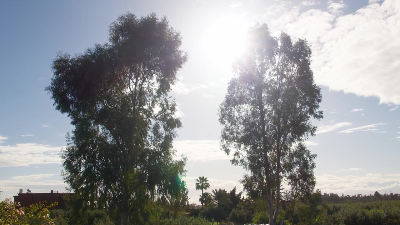 Árboles altos bajo la luz del sol con cielo azul y nubes dispersas en Marrakech, Marruecos.