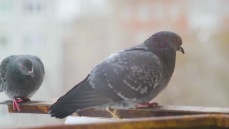 cerca de tres palomas merodeando por un comedero en un día frío en rusia