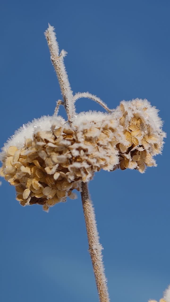 Vertical video close up of frost covered withered hydrangea flowers on a cold winter day with clear blue sky in the background. Plants in morning frost.