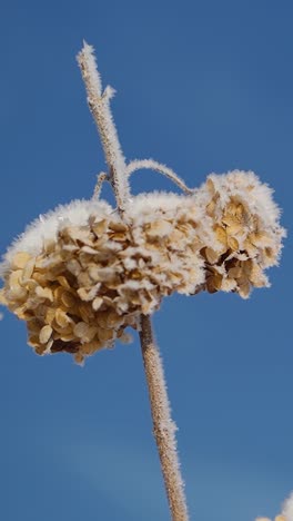 vertical video close up of frost covered withered hydrangea flowers on a cold winter day with clear blue sky in the background. plants in morning frost.