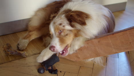 the australian shepherd is lying under the table on the wooden floor, chewing a small plastic doll in concentration