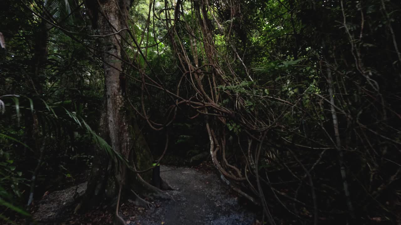 울창한 숲을 가로질러 휘어지는 길