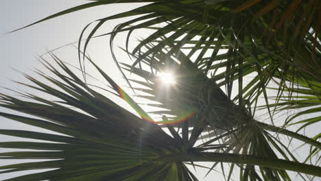 soleil à travers les feuilles de palmier