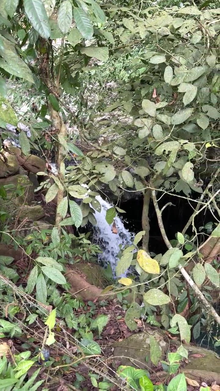 Piccola cascata che scorre attraverso una foresta tropicale lussureggiante