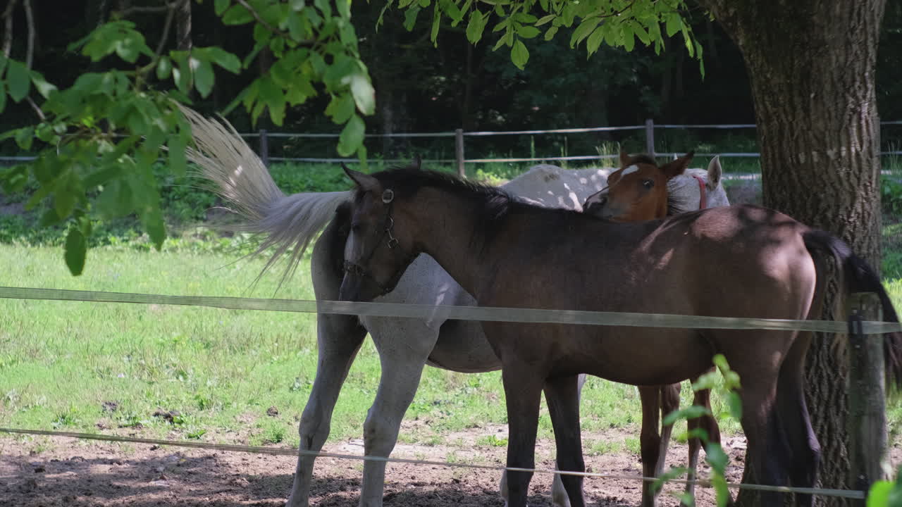 초원 에 있는 두 마리 의 말