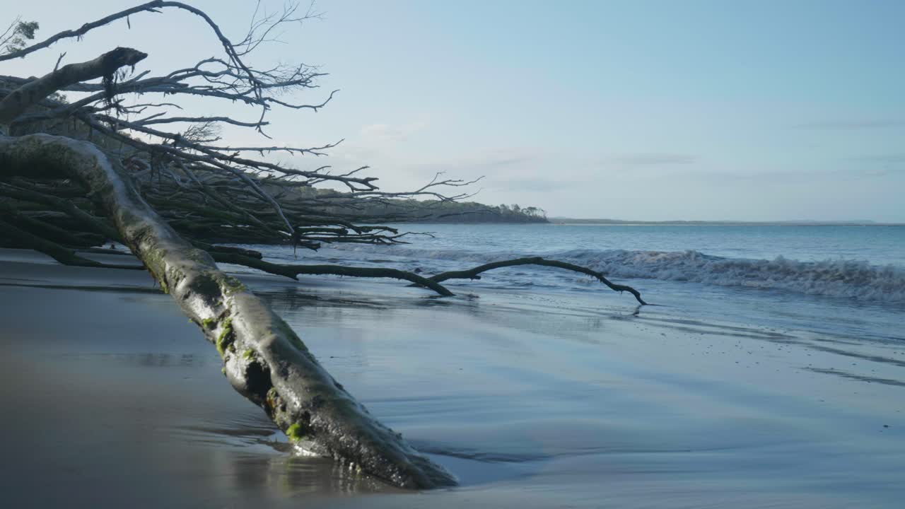 Slow-motion footage of a wave crashing through a fallen tree on the beach, capturing the power of the ocean interacting with nature's elements.