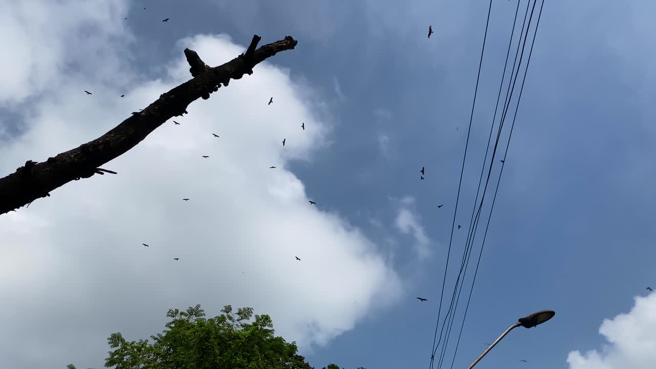 Predator birds flying in the sky above a dead bare tree along with power line and a lamppost