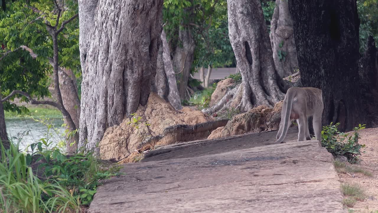 물가에서 탐험하는 마카크 원숭이