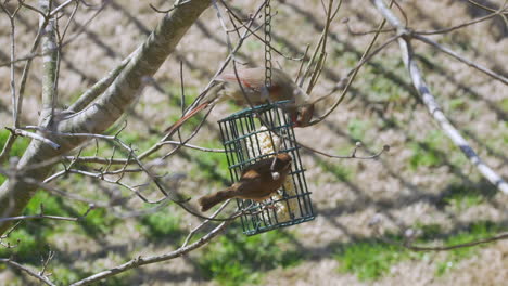 Weibchen-Northern-Cardinal-Und-Carolina-Wren-Teilen-Sich-Im-Spätwinter-In-South-Carolina-Eine-Mahlzeit-An-Einem-Futterhäuschen-Für-Talgvögel