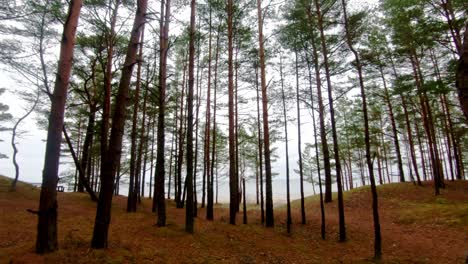 caminar en un bosque de pinos bálticos del norte en letonia, perderse para disfrutar de la naturaleza solo y conocer la playa, la costa natural del mar