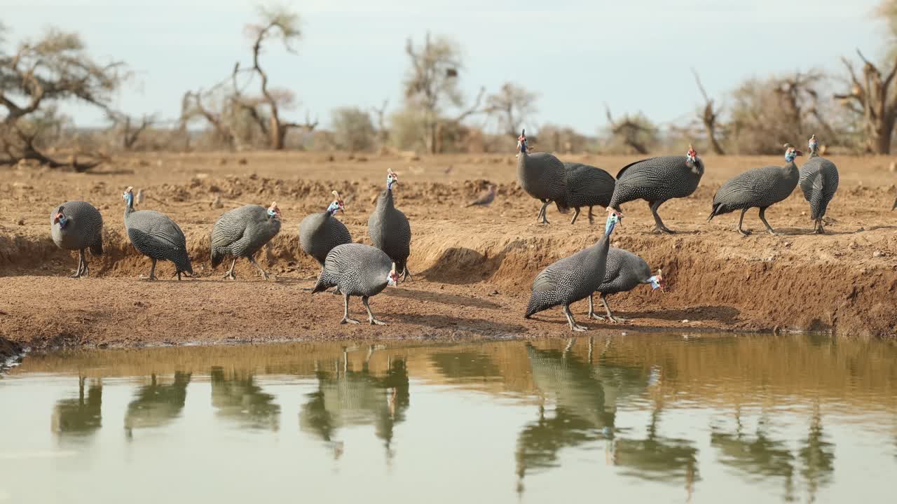Wide shot of a flock of helmeted guinea fowl drinking at a waterhole in front of an underground hide, Mashatu Game Reserve.