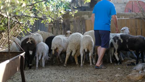 The-shepherd-catches-the-lamb