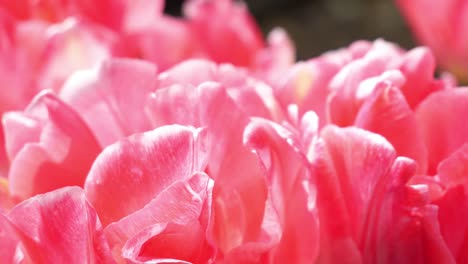 close up on pink flower petals