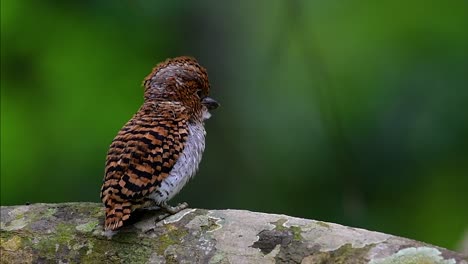 un martín pescador de árboles y una de las aves más hermosas que se encuentran en tailandia dentro de las selvas tropicales