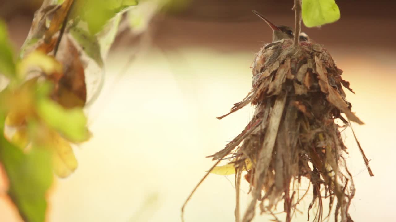 closeup of a hummingbird sitting on a clutch of eggs in his nest, blinking eyes and moving head