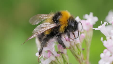 Hummel-Sammelt-An-Sonnigen-Tagen-Blütennektar.-Hummel-In-Makroaufnahme-In-Zeitlupe.