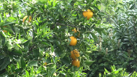 close up of some oranges