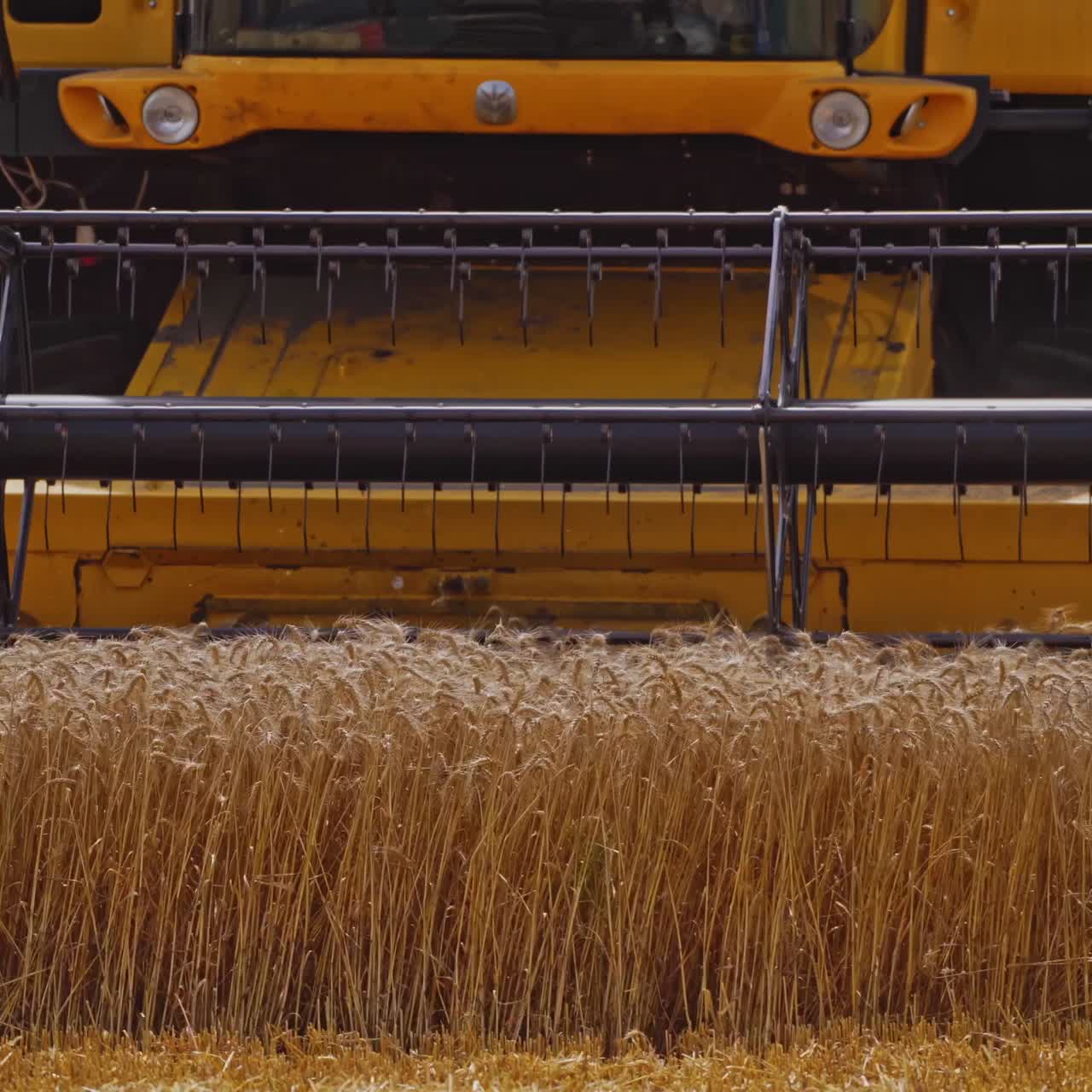 Harvest time of wheat crop