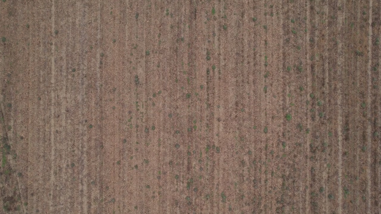 Agricultural field in the Po Valley, Italy, showing compacted silty soil, water saturation marks, poor drainage, surface crusting and irregular winter cereal emergence following heavy autumn flooding,