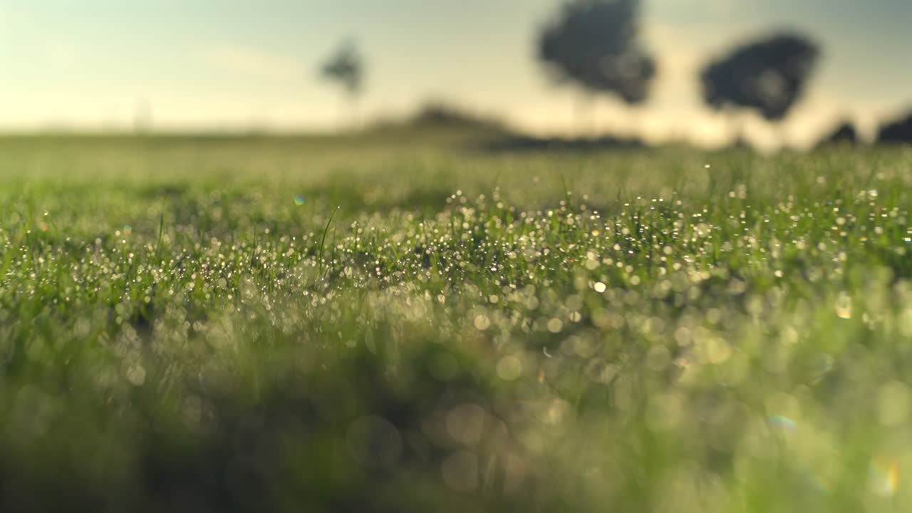 gimbal de bajo ángulo en cámara lenta se mueve de cerca sobre el rocío húmedo cubierto de hojas de hierba durante la hora dorada amanecer, nueva zelanda