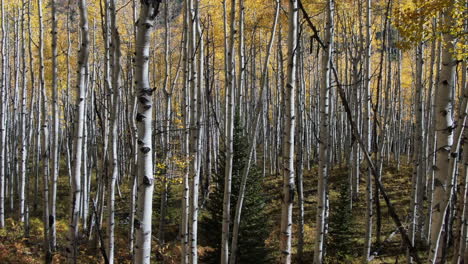 Colorful-Colorado-yellow-fall-autumn-Aspen-tree-forest-cinematic-aerial-drone-Kebler-Pass-Crested-Butte-Gunnison-wilderness-dramatic-incredible-landscape-daylight-backwards-slowly