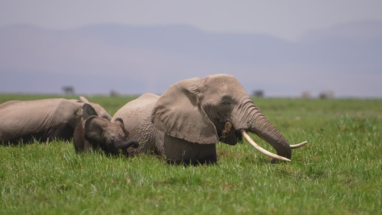 Afrikansk elefant, der spiser frisk grønt græs