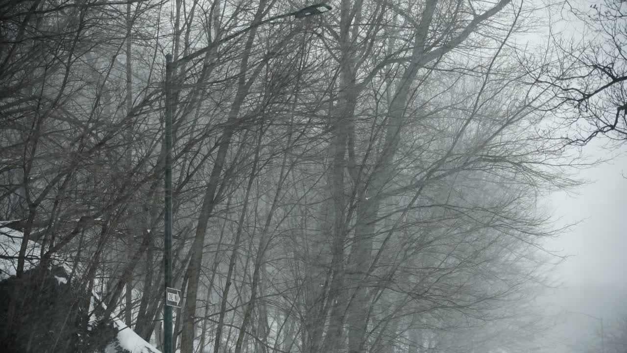 Trees and light pole in Central Park New York City during heavy snow