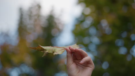 손이 부러진 잎을 부드럽게 들고, 그 질감과 세부 사항을 사려 깊게 관찰하고, 초록색의 흐릿한 배경과 잎을 통과하는 빛을 필터링하는 손의 클로즈업