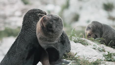 new zealand fur seal pups playing together - close up