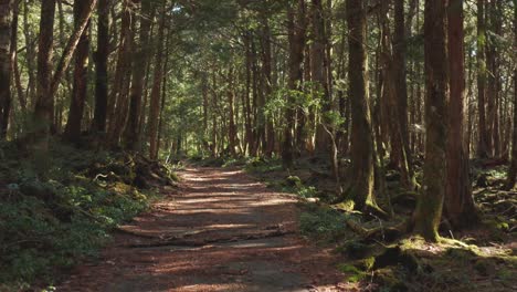 bosque de aokigahara jukai, tiro de inclinación de empuje hacia adelante que revela un camino solitario