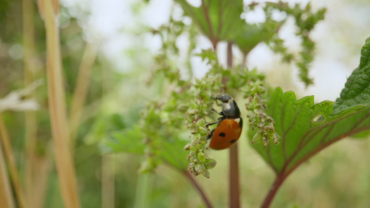 Macro of ladybug climbing nettle stem establishing natural insect detailed life feeding and crawling