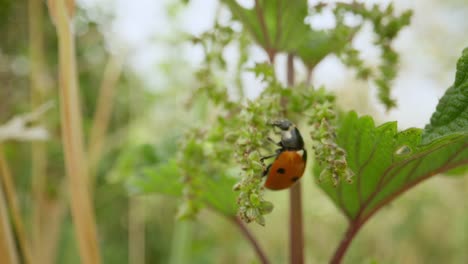 macro of ladybug climbing nettle stem establishing natural insect detailed life feeding and crawling