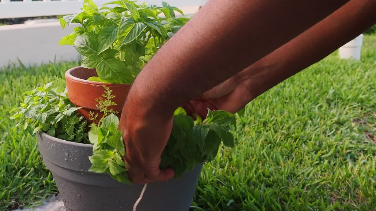 podar orégano fresco de la olla