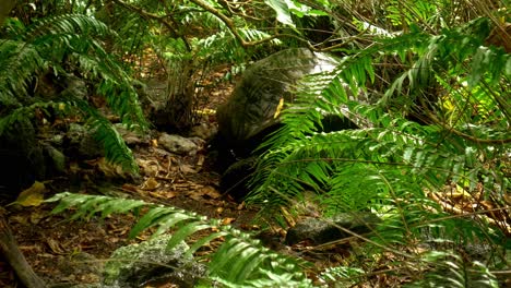 giant aldabra tortoise in tropical rainforest