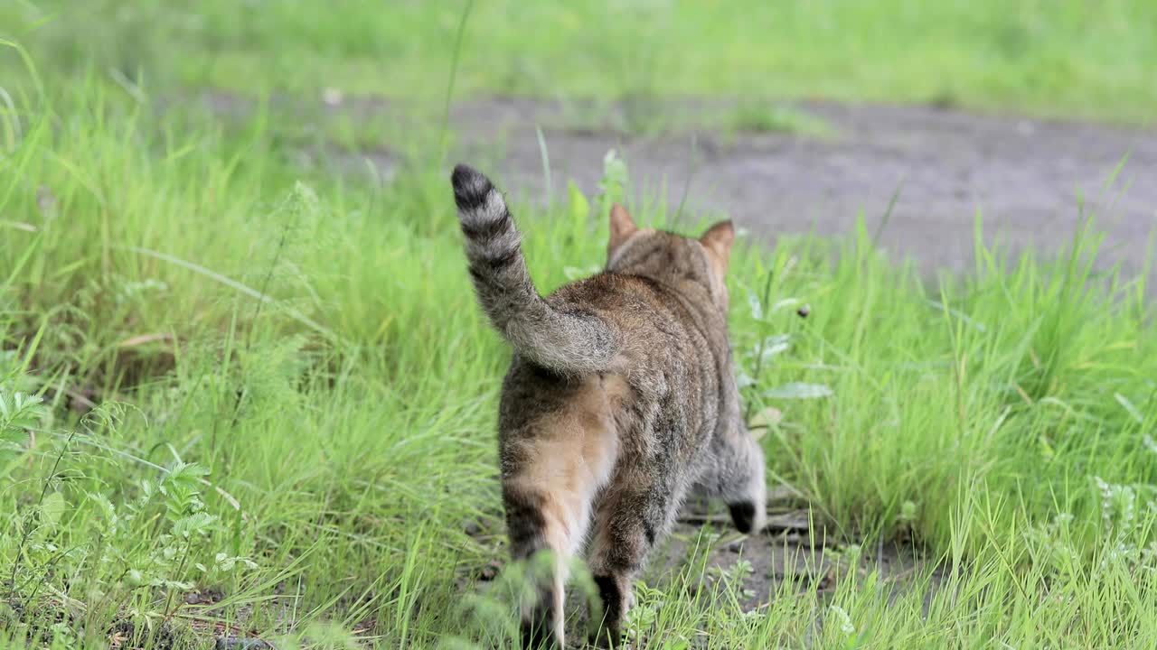 gato en el césped al aire libre
