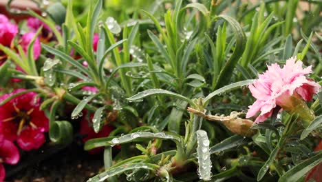 在雨天在甲板上 geraniums 在阿斯托里亚俄勒冈近距离