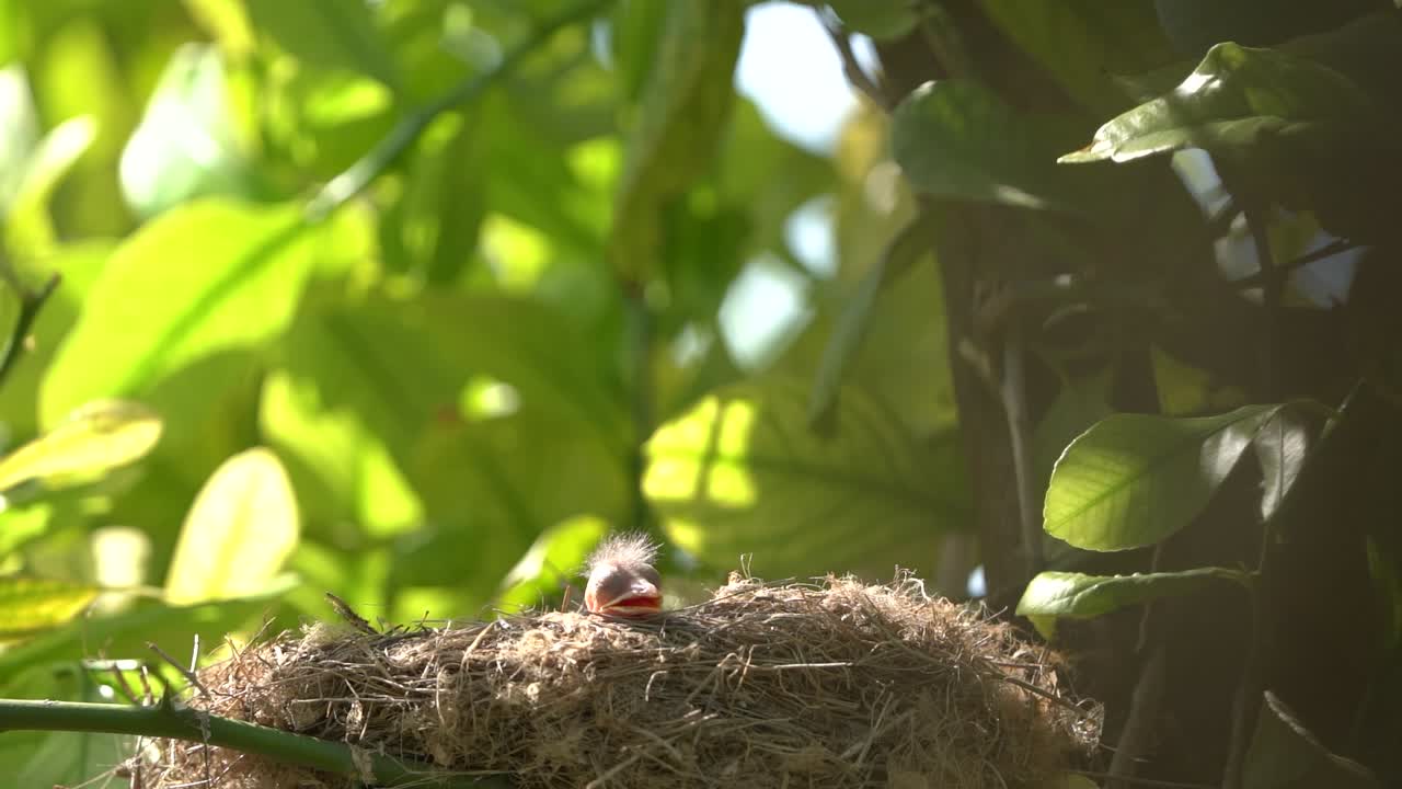 Babies blackbird in a nest waiting mother to feed them