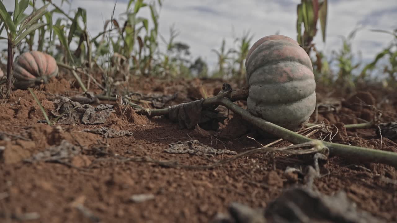 calabazas que crecen en la vid en una granja orgánica