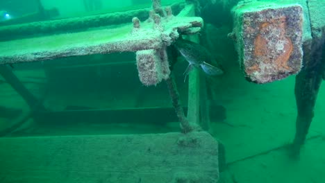 lota en la rueda de paletas del barco goldrush aj goddard