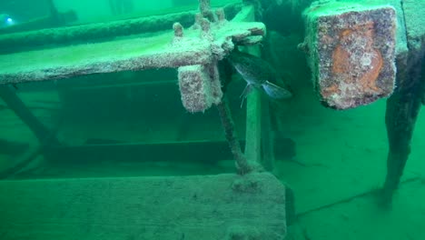 burbot on the paddlewheel of goldrush ship aj goddard