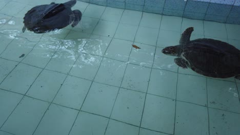 las tortugas marinas nadan en la piscina del centro de conservación, animales marinos rescatados en bali, indonesia, playa de sanur