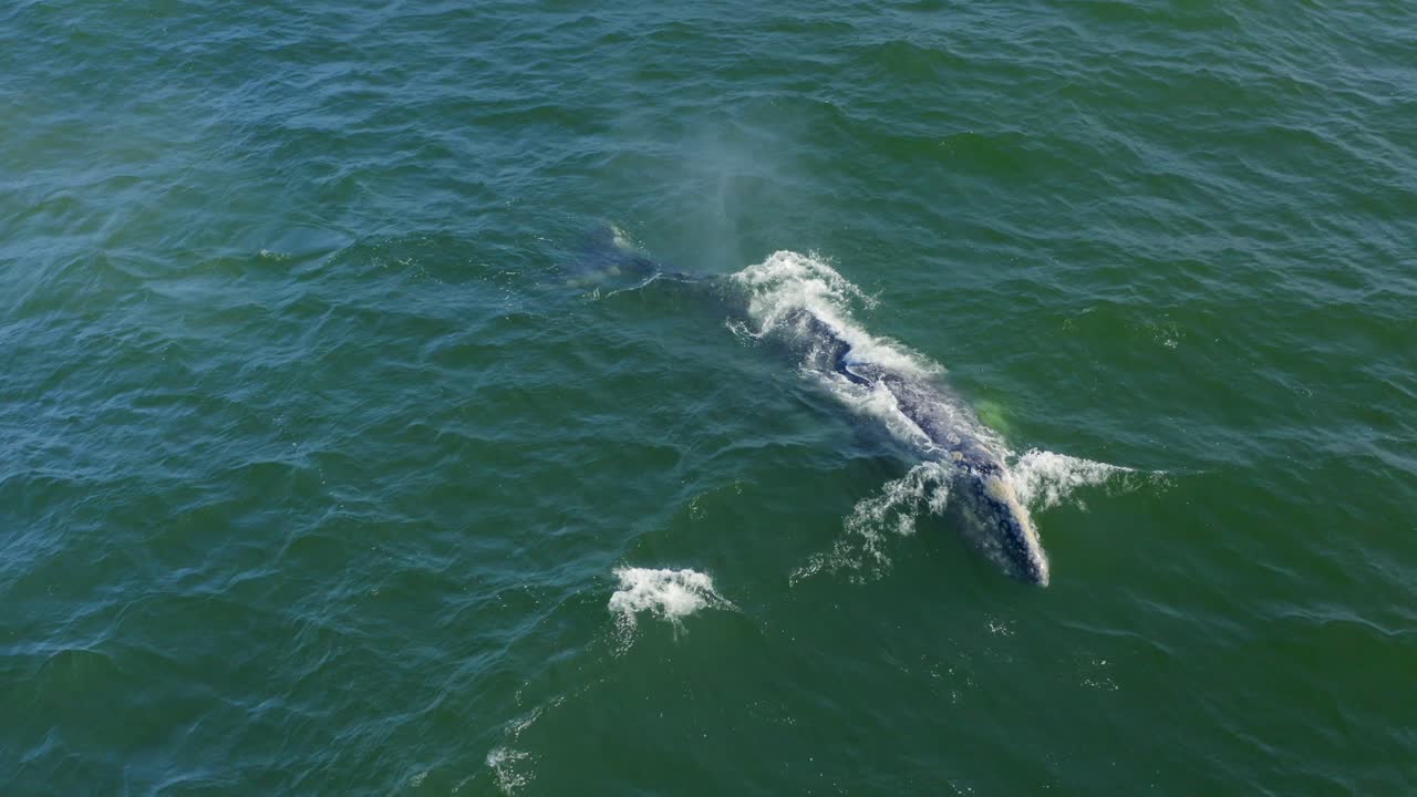 Aerial 4K footage of humpback whales by Point Dume off the coast of Malibu, California, USA