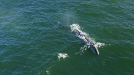 imágenes aéreas de 4k de ballenas jorobadas por point dume frente a la costa de malibu, california, ee.uu.