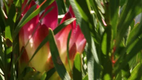 the proteas of table mountain