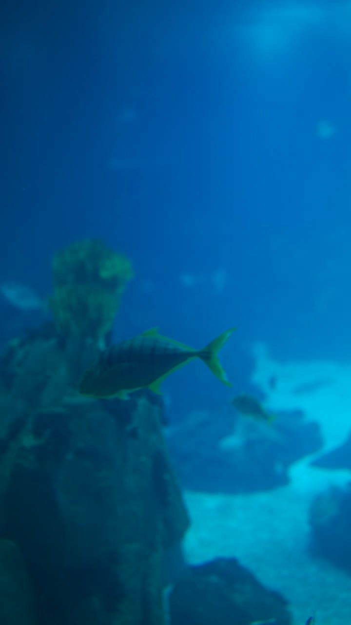 Fish swimming in a blue underwater environment