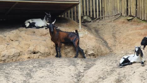 goats in a pen